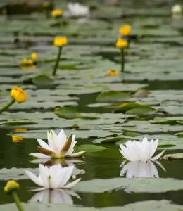 Oferta in Delta Nuferi