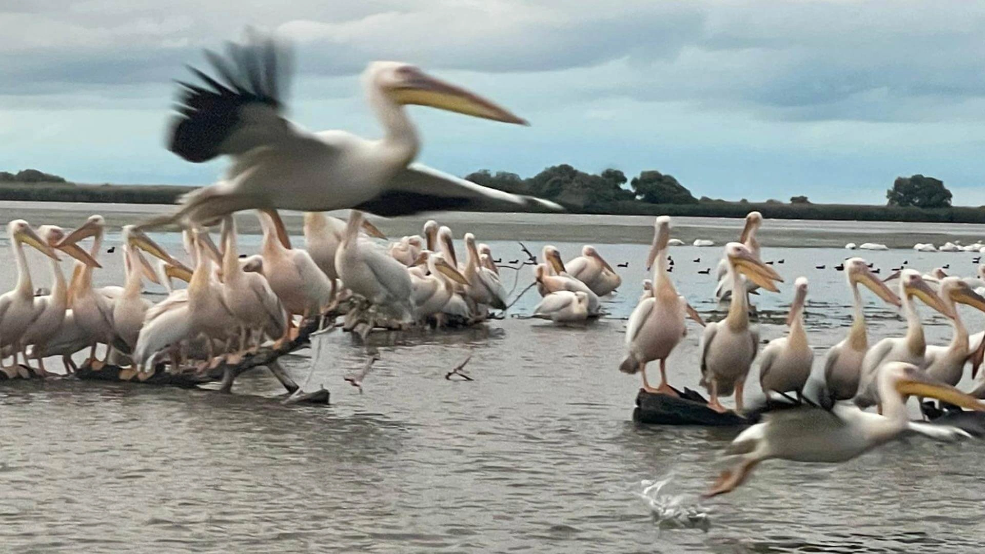 Excursii VIP in Delta Dunarii