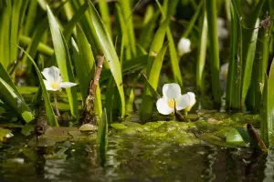 Oferte in Delta peisaj